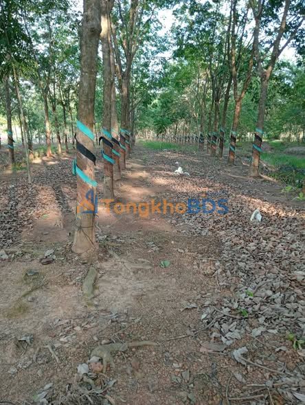 Bán Đất Cao Su 1.7ha Xã Thanh Hòa, Bù Đốp, Bình Phước - Giá Đầu Tư 1.7 Tỷ