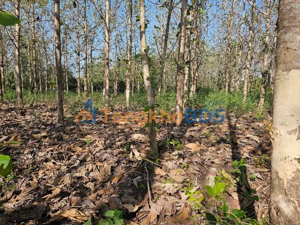 Đất Vườn 5100m² Tân Tiến, Bù Đốp BP - Giá 165 Triệu Bao Tên