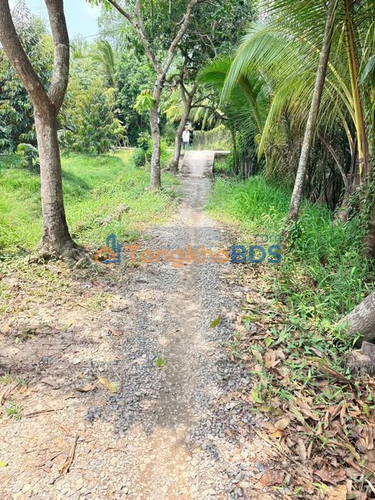 Bán Gấp 3 Công Đất Vườn Tiền Giang - Sổ Riêng, Giá Tốt 2.1 Tỷ