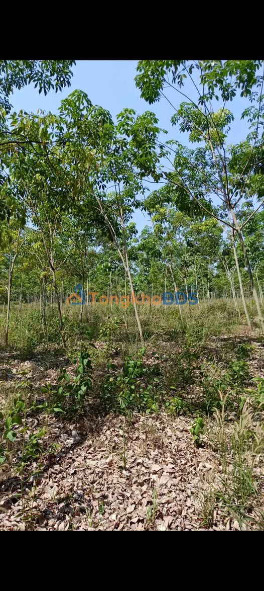 Bán Đất Vườn 12500m² Ấp Bù Tam, Hưng Phước - Sẵn Sàng Khai Thác