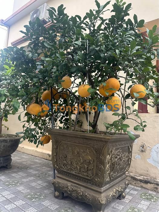 Đất Phố Đại Phong, Ninh Bình 82.2m² - Sổ Đỏ Chính Chủ, Vị Trí Đắc Địa