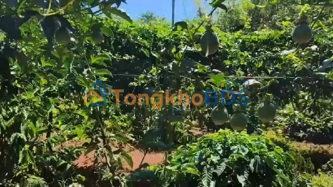 Bán Gấp Farm 2.3ha Xã Ayun, Mang Yang - Sổ Hồng Riêng, Giá 3.4 Tỷ