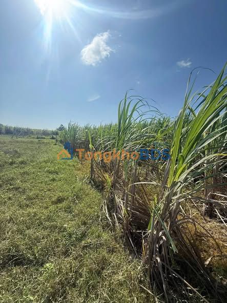 Đất Cam An Nam, Cam Lâm 450m² - Cơ Hội Đầu Tư Vàng 175 Triệu