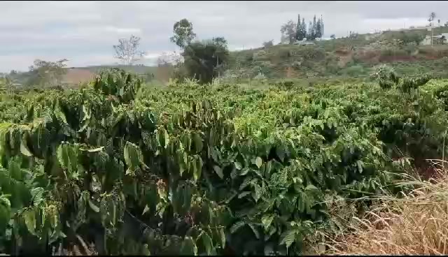 Bán Gấp 5500m² Đất Mặt Đường Tân Hà, Lâm Hà - Sổ Hồng Sẵn Sàng