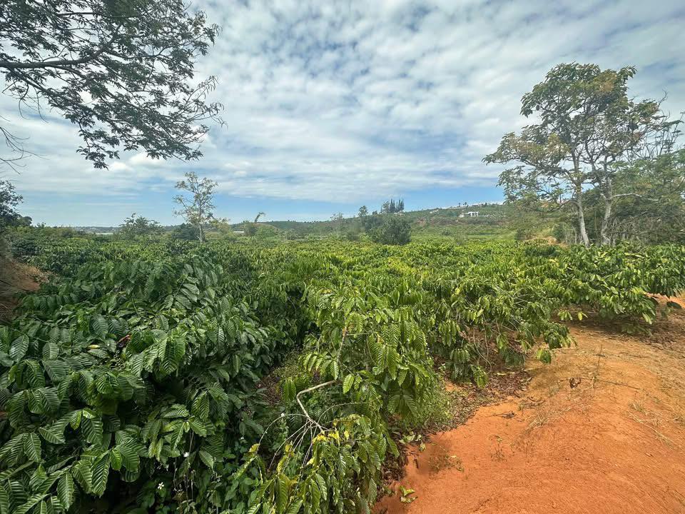 Bán Gấp 5500m² Đất Vườn Tân Hà, Lâm Đồng - Giá Rẻ Chỉ 2.2 Tỷ