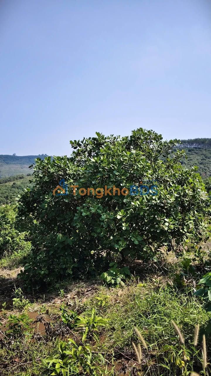 Bán Đất Farm 9ha Đắk Nông - Giá Tốt Đầu Tư