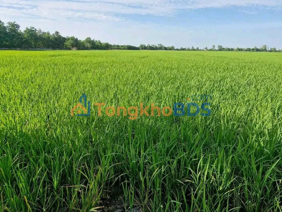 Đất Vườn Cao Lãnh, Đồng Tháp 6.6ha - Cho Thuê Lâu Dài, Sẵn Sàng Kinh Doanh
