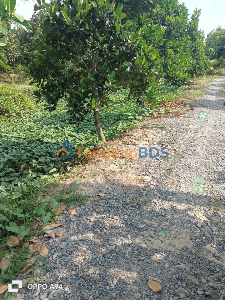 Bán Gấp Đất Vườn Sầu Riêng 3000m² Tại Cao Lãnh, Đồng Tháp - Giá Đầu Tư 1.25 Tỷ