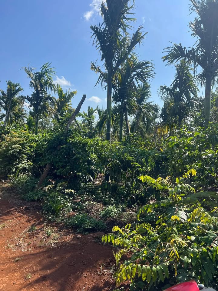 Bán Gấp 4600m² Farm Đắk Lắk - Sẵn Vườn Cafe, Cà Phê, Tiềm Năng Sinh Lời