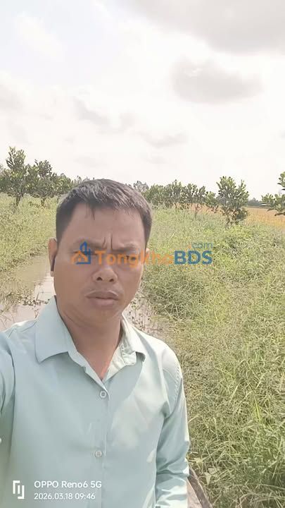 Bán Gấp Farm Mít Thái 7000m² Cần Thơ - Giá 2.7 Tỷ