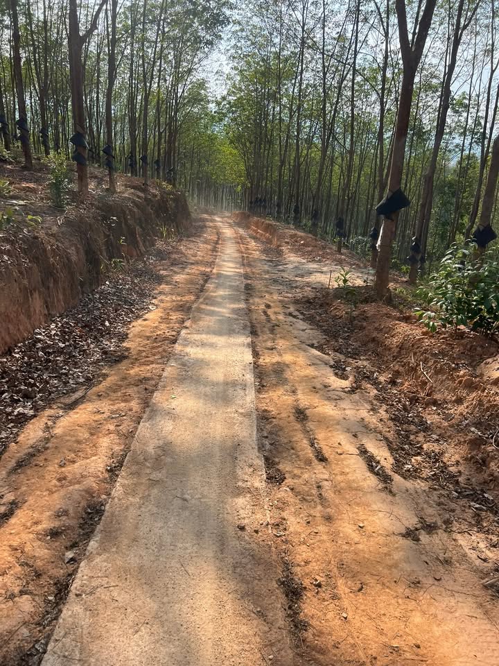 Bán Gấp 32.400m² Đất Farm Đắk La, Kon Tum - Sổ Đỏ Sẵn Sàng