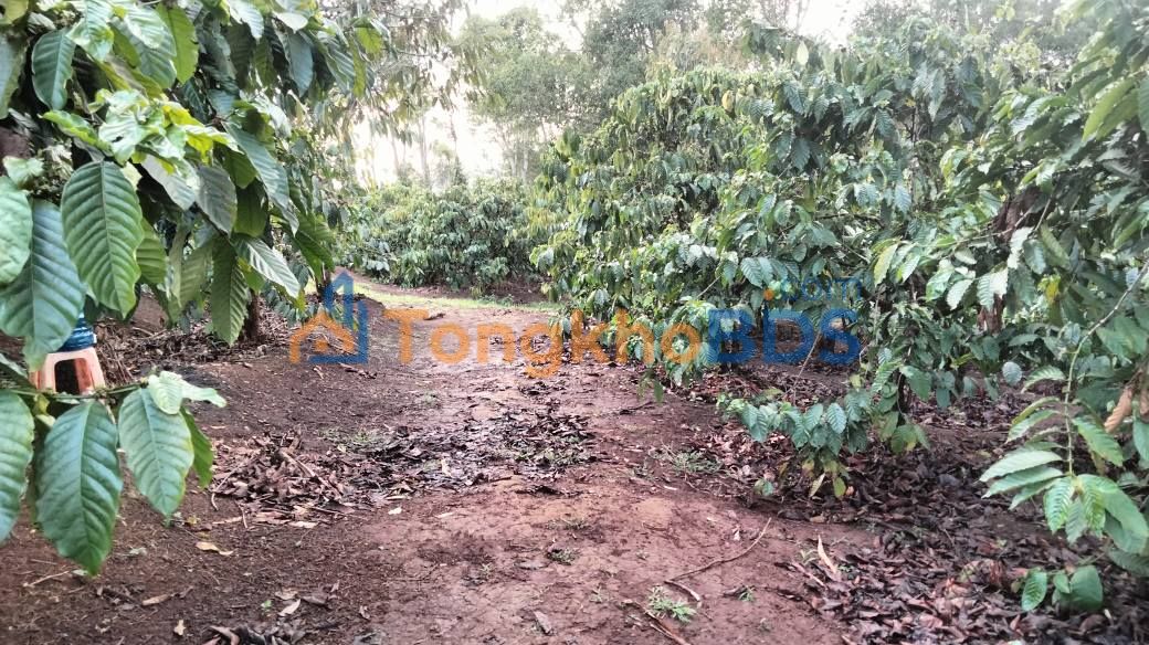 Bán Đất Vườn 10.000m² Phường Diên Hồng, Pleiku - Giá Tốt