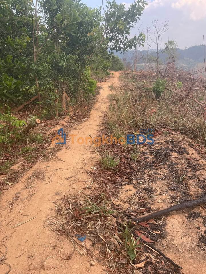 Bán 2ha Đất Rẫy Kon Tum - Sẵn Sàng Trồng Cây Ăn Trái, Cà Phê