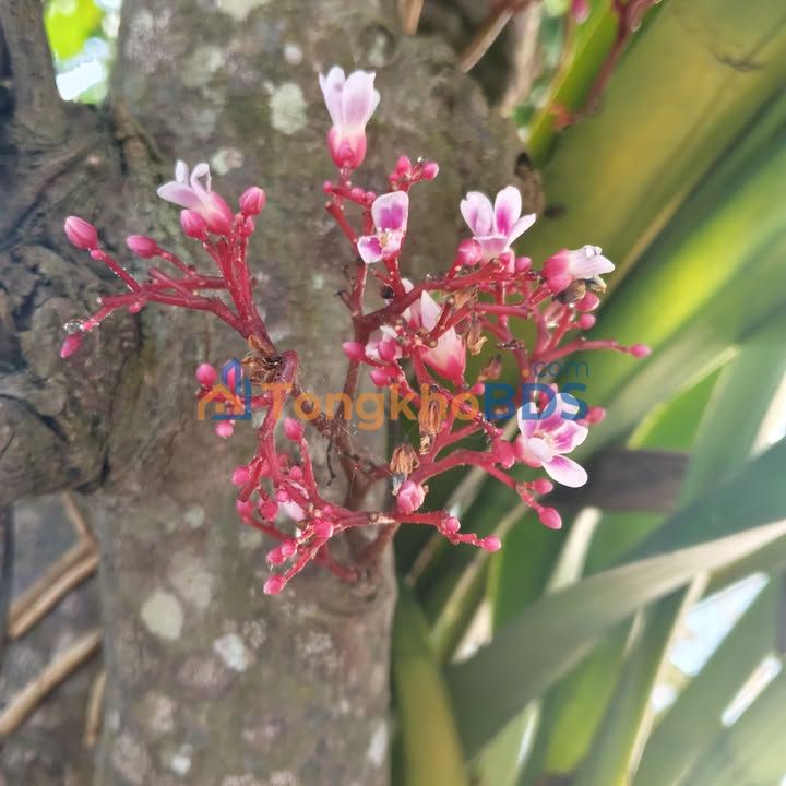 Đất Nền Châu Đức 460m² - Sổ Hồng Riêng, Giá 1.95 Tỷ