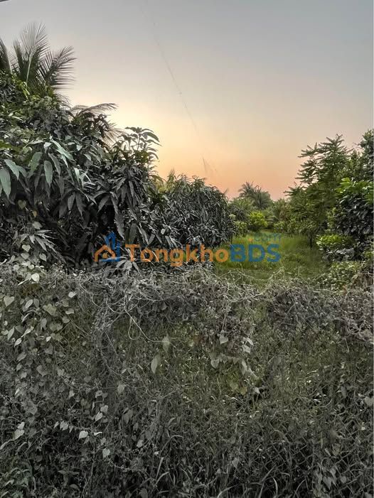 Đất Vườn Trà Vinh 2274m² Mặt Tiền 26m - Giá Đầu Tư 1.5 Tỷ