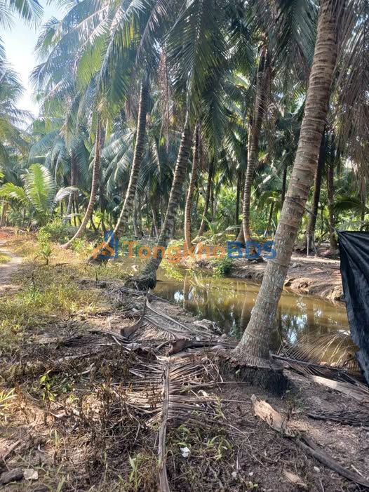 Đất Vườn Trà Vinh 7000m² - Trái Cây Quanh Năm, Giá Hời Chỉ 2.8 Tỷ