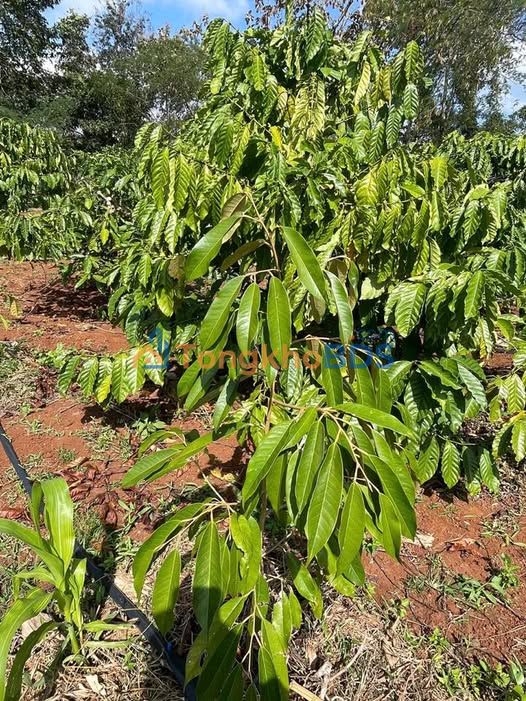 Bán Gấp Farm 5000m² Đắk Lắk - 1.75 Tỷ/Vườn Cà Phê, Sầu Riêng