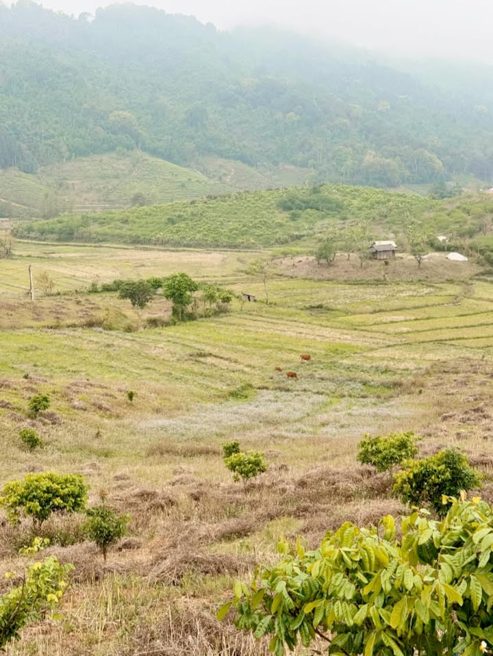 Đất Nền Mộc Châu 1.7ha - Sẵn Sàng Phát Triển Resort, Homestay