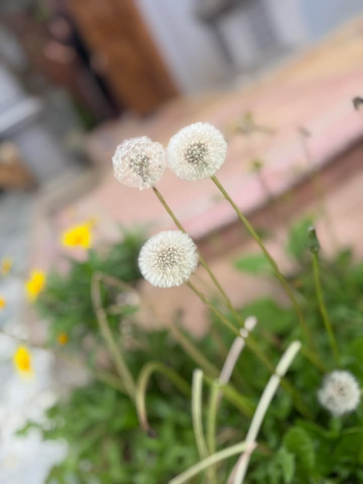 Đất Nền Mộc Lỵ 210m² - Sổ Đỏ Full Thổ Cư, 2 Mặt Tiền Đường Rộng