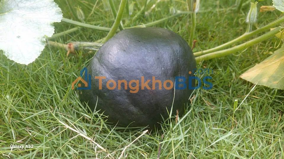 Dãy trọ Hùng Vương P6 100m² 2,5 tỷ - Chính chủ bán