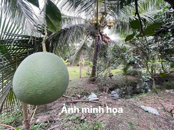 Đất Vườn Tiền Giang 816m² Mặt Tiền Bình Lợi - Giá Ngộp 1.x Tỷ