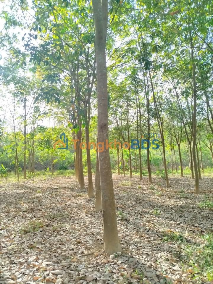 Bán gấp 2ha Cao Su Thuận Phú, Bình Phước - Vườn đẹp, mủ nhiều, giá 3 tỷ