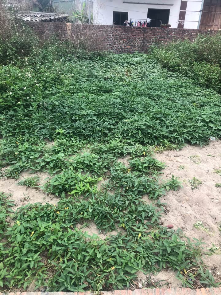 Đất Nền Đông Anh 47m² - Ô Tô Tránh, Sổ Đỏ Sẵn Sàng