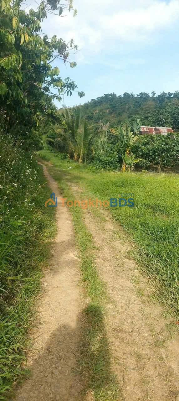 Đất Vườn 10000m² Lộc Nam, Bảo Lâm - Sổ Đỏ Chính Chủ, Giá 3.5 Tỷ