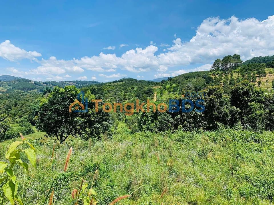 Đất Vườn Lâm Đồng 7800m² - Giá Tốt Chỉ 3.1 Tỷ - Sổ Hồng Sẵn Sàng