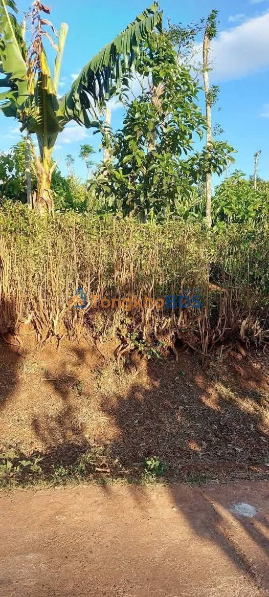 Đất Tân Thành Buôn Ma Thuột 330m² 430 triệu - Sổ đỏ chính chủ