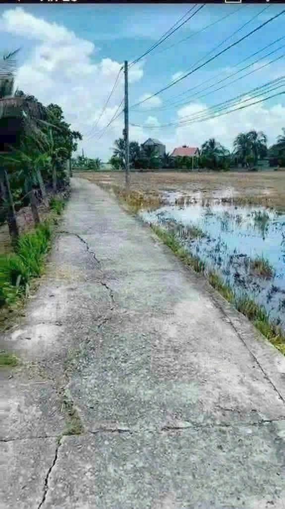 Đất Lúa 1000m² Tân Trụ - Sổ Đỏ Sẵn Sàng, Giá 1.2 Tỷ