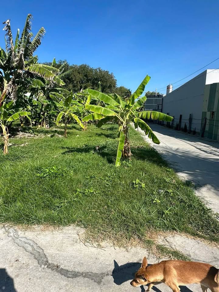 Bán Gấp Đất Nền 100m² Tuy Phong, Bình Thuận - Giá 650 Triệu, Vị Trí Đắc Địa