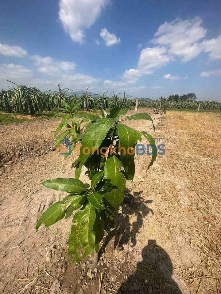 Đất Farm 13ha Xã Hàm Phú, Bình Thuận - Sổ Đỏ Sẵn Sàng, Giá Đầu Tư 9.75 Tỷ