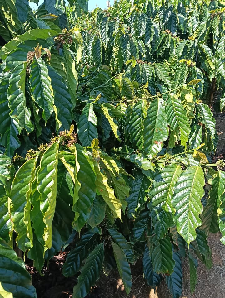 Đất Vườn Lâm Hà 15000m² - Trồng Cà Phê Sẵn Sàng Đầu Tư