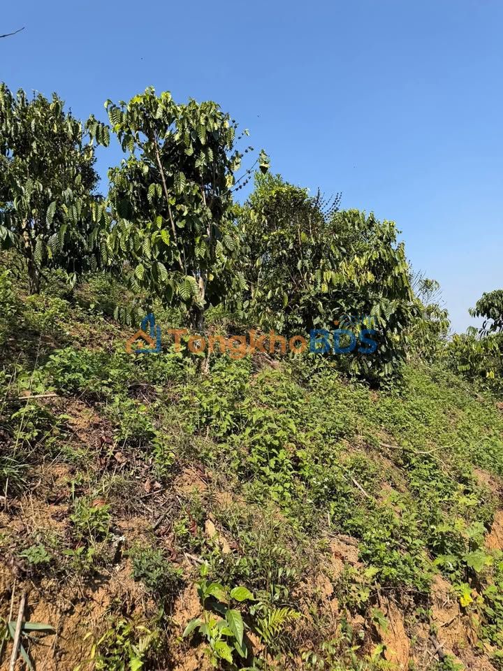 Bán đất 21.000m² mặt đường đá cấp phối, Đam Rông - Sẵn sàng canh tác