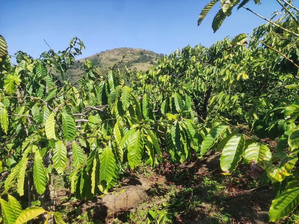 Bán 10.000m² Đất Vườn Đồi tại Di Linh, Lâm Đồng - Giá 800 Triệu