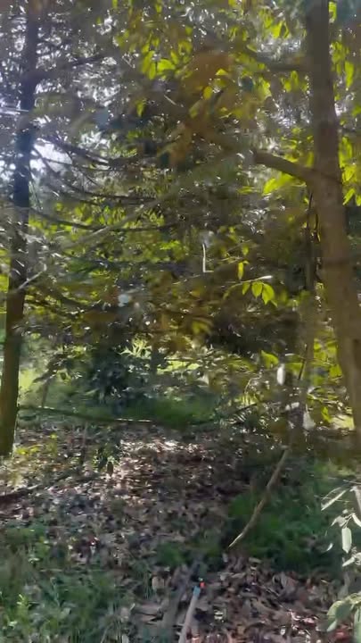 Bán Vườn Sầu Riêng 500m² Mặt Tiền Đường Gia Tỵ, Xuân Lộc - Sổ Hồng Sẵn Sàng