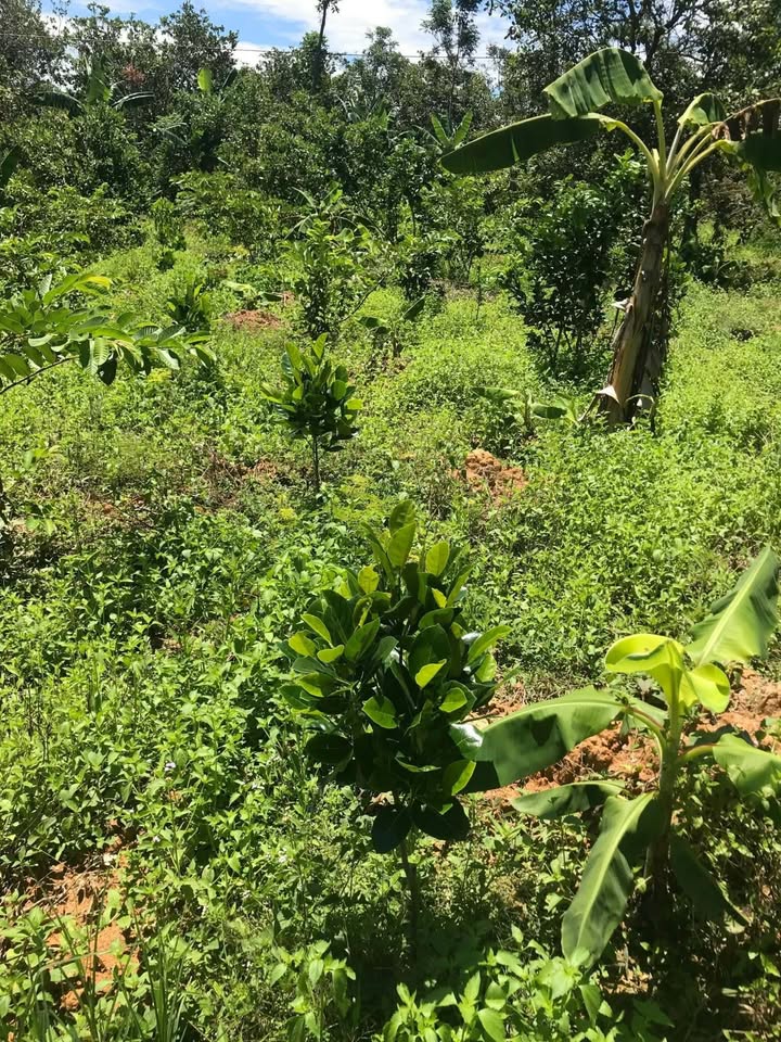 Bán Đất Vườn Đồng Nai 3900m² Giá Tốt - Sổ Hồng Sẵn Sàng