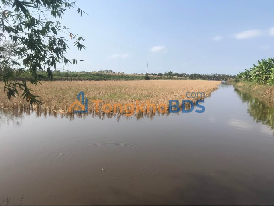 Farm 480.000m² Phụng Hiệp, Bạc Liêu - Sẵn Sàng Nuôi Trồng Công Nghiệp