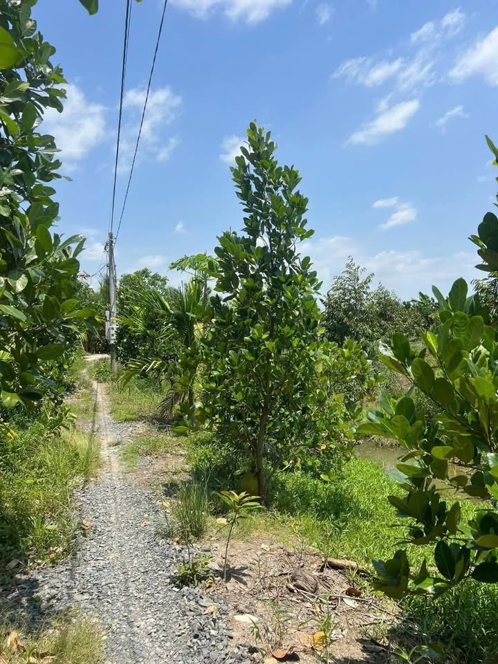 Bán Gấp Đất Vườn 4500m² Tiền Giang - Sầu Riêng 2 Năm Tuổi