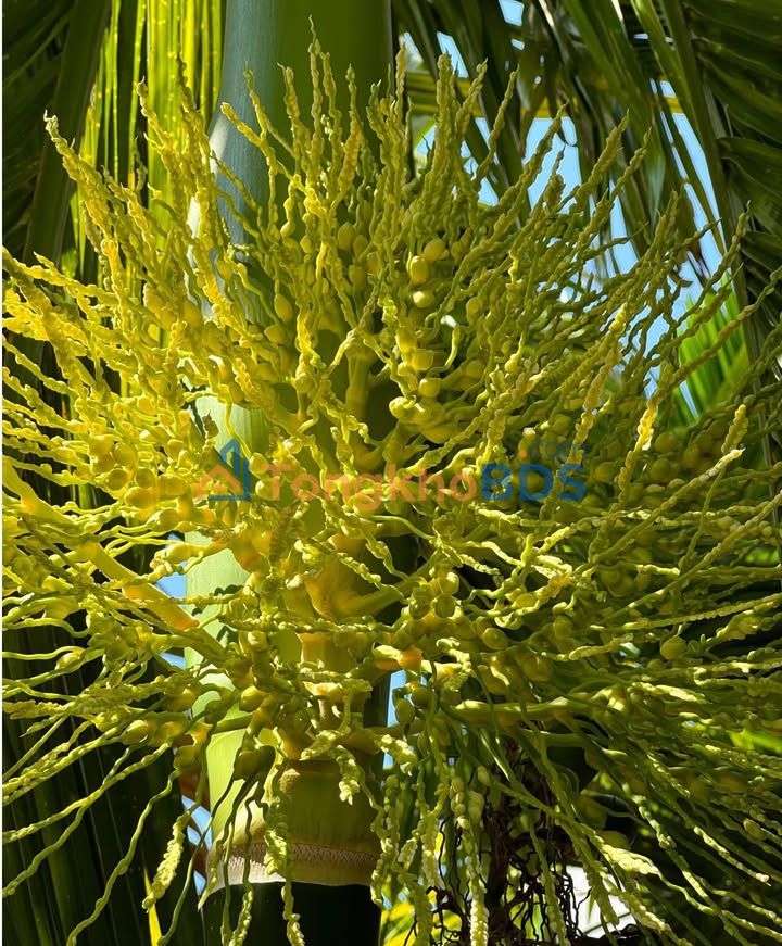 Nhà Mặt Tiền QL80 Vĩnh Trinh, Cần Thơ - 56m² Giá 490 Triệu, Kinh Doanh Sầm Uất