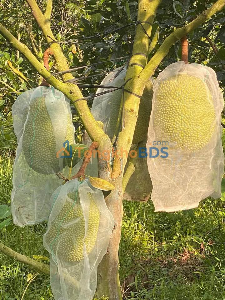 Bán Đất Mặt Đường Hoài Đức 891m² - Sổ Hồng Sẵn Sàng