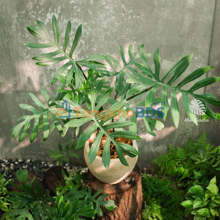 Bán 17 Công Đất Ruộng Mặt Tiền Kinh 40m, Tân Hiệp, Kiên Giang - 2.38 Tỷ