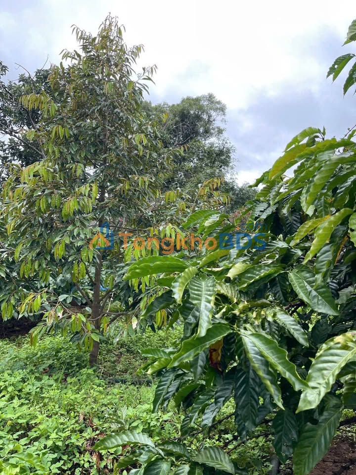 Farm 9000m² Đắk Lắk - 10 Cây Sầu Riêng Lớn & Suối Lớn - Giá 590 Triệu