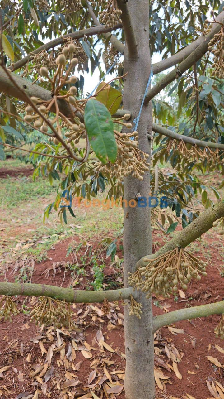 Bán Gấp Farm Sầu Riêng 2.2ha Đắk Lắk - Vườn Trái Ngon, Đường Ô Tô