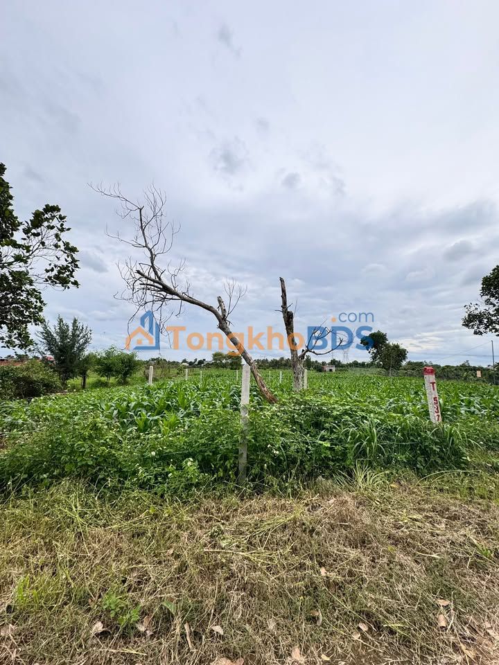 Đất thổ cư 126m² Phường Khánh Xuân - Sổ hồng sẵn, ô tô tận nơi