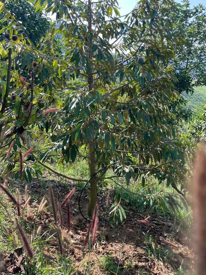 Bán Gấp Farm 10.000m² Tân Thanh, Lâm Hà - Vườn Cà Phê, Ao Nước - Giá 2.2 Tỷ