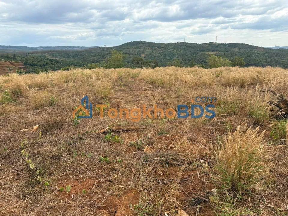 Đất Nền 1.2ha Sổ Hồng, Giá 800 Triệu Tại Quảng Tân - Đắk Nông