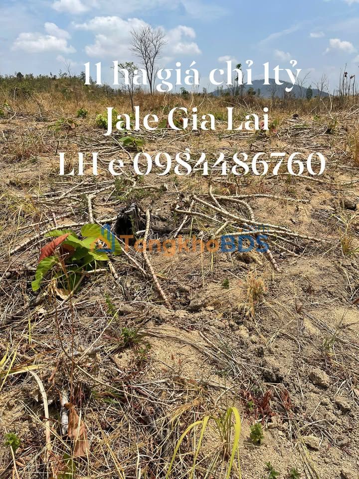 Bán 1.1ha đất farm tại Chư Pưh, Gia Lai - Giá 1 tỷ, gần QL14