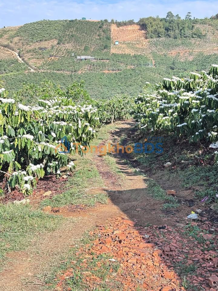 Bán Đất Rẻ Tân Thanh Lâm Hà 4.5ha - Sổ Sẵn, Giá Đầu Tư 39 Tỷ